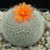 Parodia_haselbergii